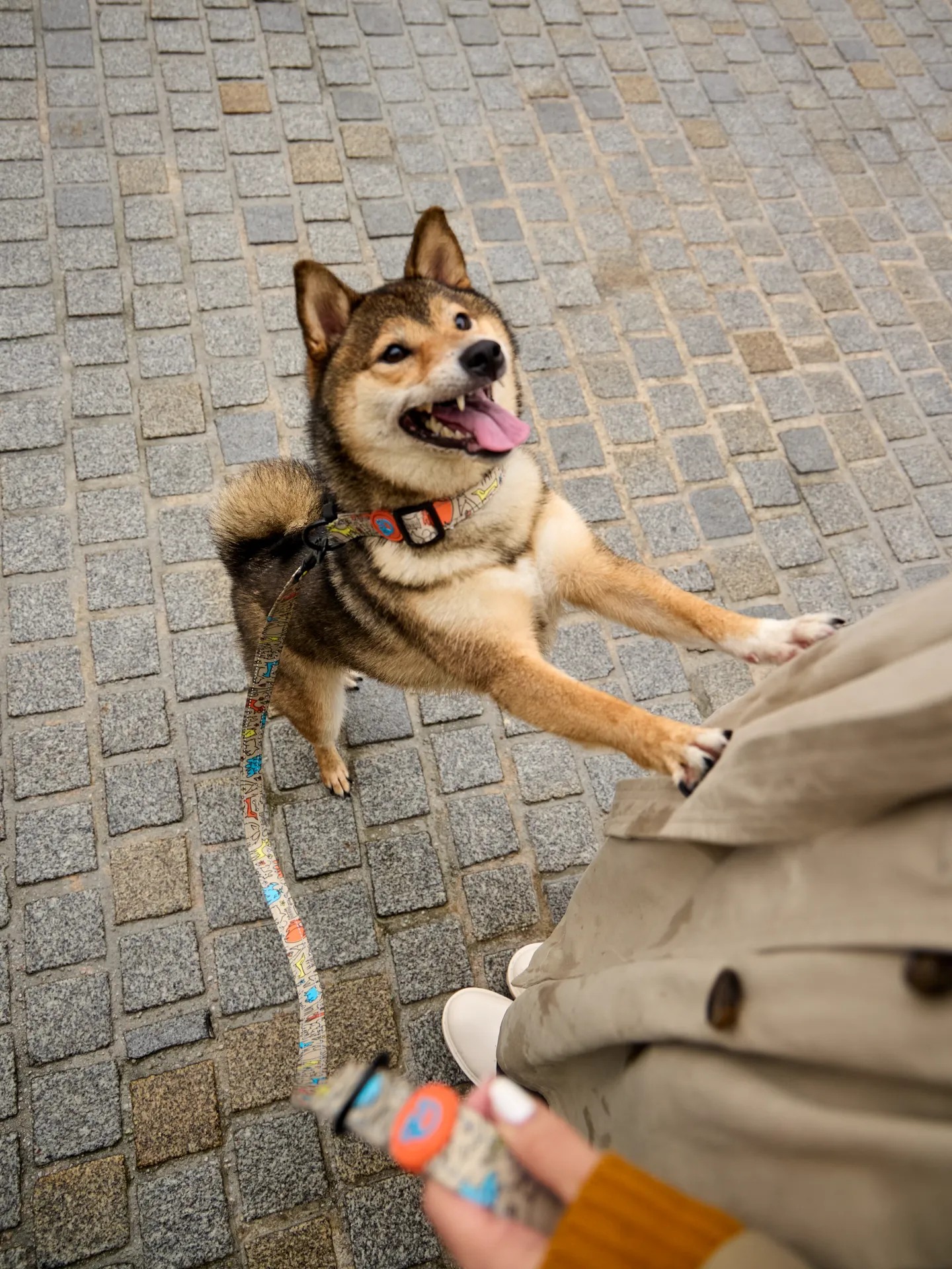 Correa para perros Manada de perros - Image 5