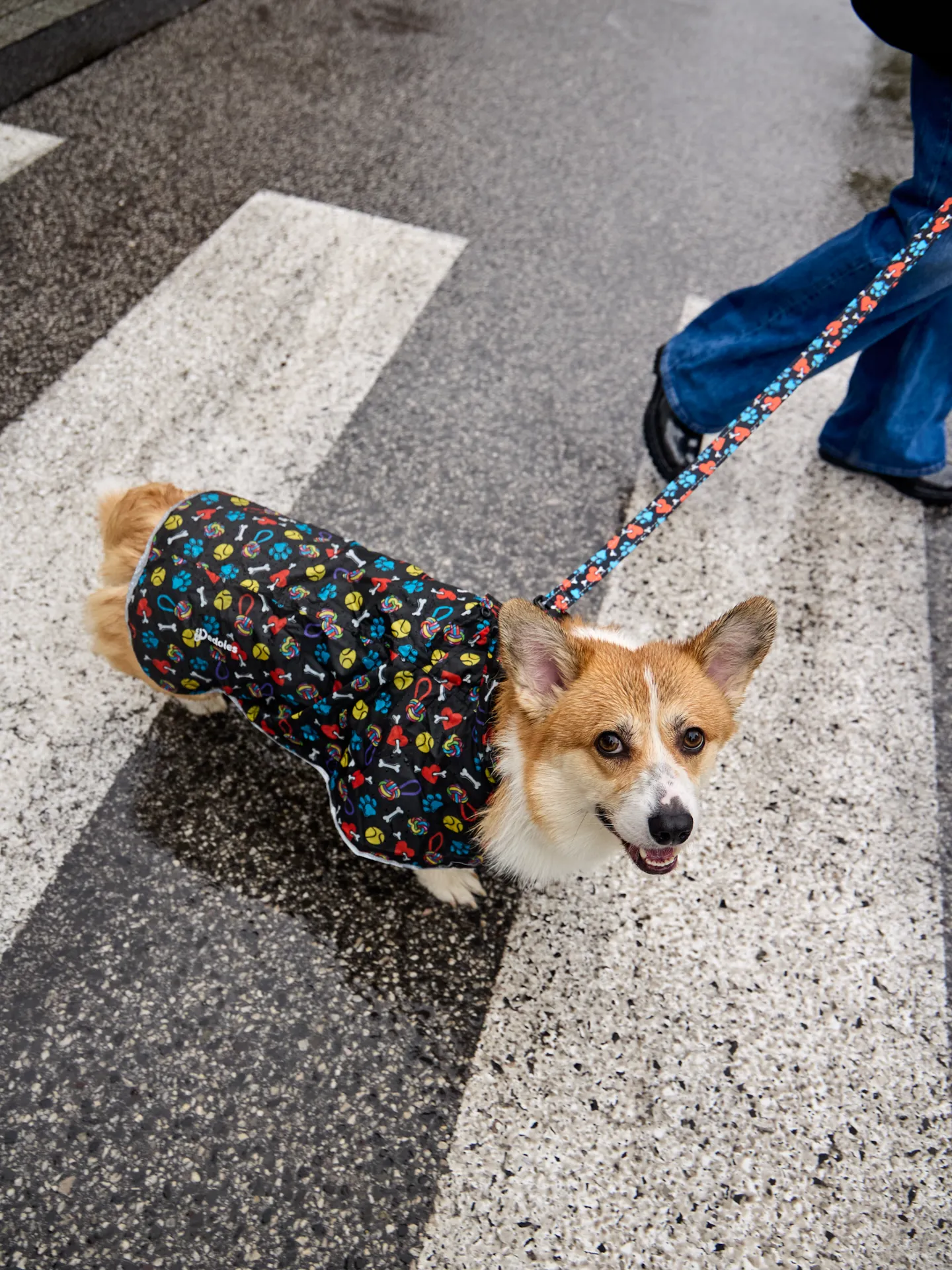 Impermeable para perro Corazones y patas - Image 7